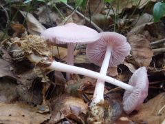 Mycena rosea