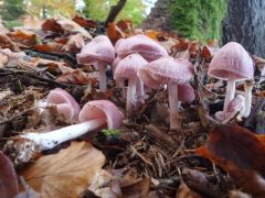 Mycena rosea