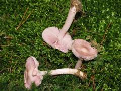 Mycena rosea