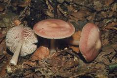 Mycena rosea