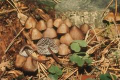 Mycena stipata