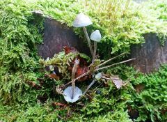 Mycena subcaerulea