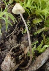 Mycena vitilis