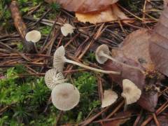 Mycena vulgaris