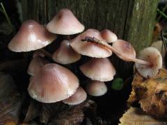 Mycena zephirus