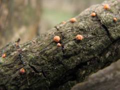 Nectria cinnabarina