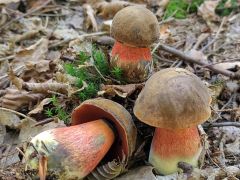 Neoboletus erythropus