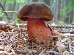 Neoboletus erythropus