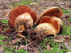 Neoboletus erythropus