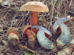 Neoboletus erythropus