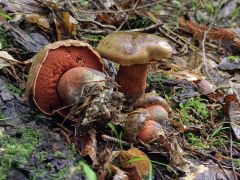 Neoboletus erythropus