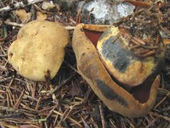 Neoboletus luridiformis