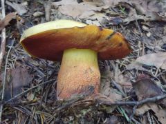 Neoboletus xanthopus