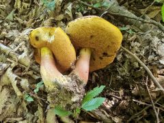 Neoboletus xanthopus