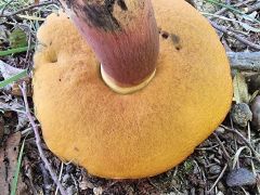 Neoboletus xanthopus