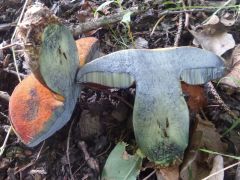 Neoboletus xanthopus