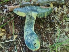 Neoboletus xanthopus