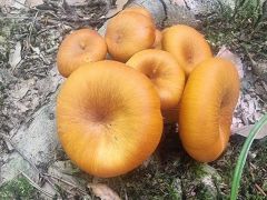 Omphalotus olearius