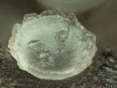 Orbilia crenatomarginata