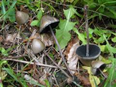 Panaeolus acuminatus