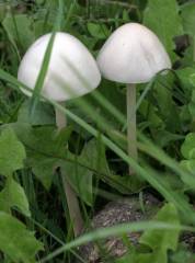 Panaeolus leucophanes