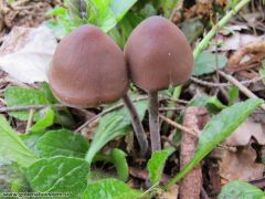 Panaeolus rickenii