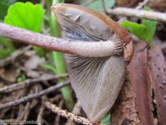 Panaeolus rickenii