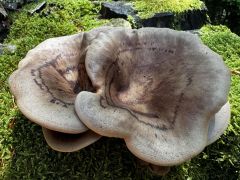 Panus conchatus