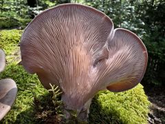 Panus conchatus