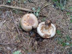 Paxillus involutus