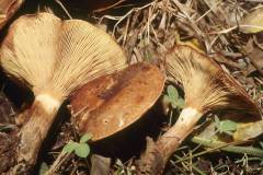 Paxillus rubicundulus