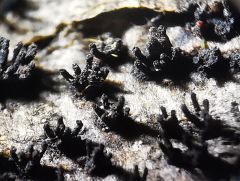 Peroneutypa scoparia