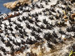 Peroneutypa scoparia