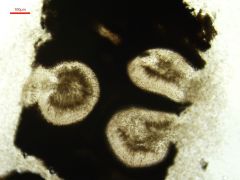 Peroneutypa scoparia