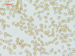 Phaeocollybia jennyae