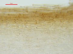 Phaeocollybia jennyae