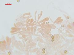 Phaeocollybia jennyae