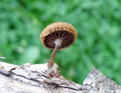 Phaeomarasmius erinaceus