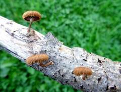 Phaeomarasmius erinaceus