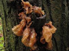 Phaeotremella foliacea