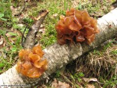 Phaeotremella frondosa