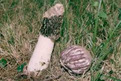 Phallus hadriani