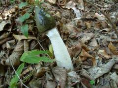 Phallus impudicus