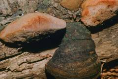 Phellinus hartigii