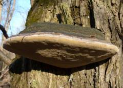 Phellinus igniarius