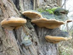 Phellinus igniarius