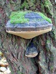 Phellinus populicola