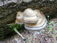 Phellinus tremulae