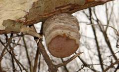 Phellinus tremulae