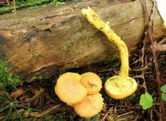 Pholiota flammans